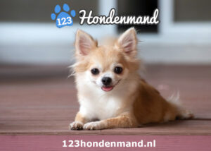 hondenmand chihuahua