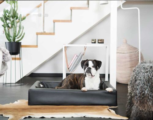 bia bed zwart met hond