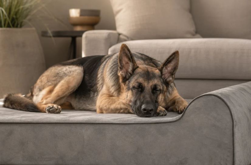 Bully Beds Orthopedische hondenmand Bully Bed Grijs Orthopedische hondenmand Bully Bed Grijs - Afbeelding 7