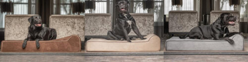 Bully Beds