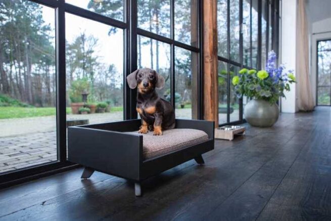 Lord Lou Hondensofa Lord Lou Jason Zwart