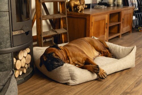 Orthopedische hondenmand Beeztees Memory Foam Zia Beige