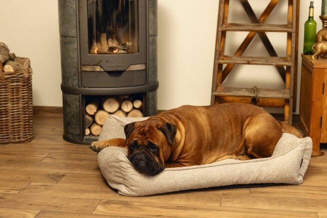 Orthopedische hondenmand Beeztees Memory Foam Zia Beige - Afbeelding 10