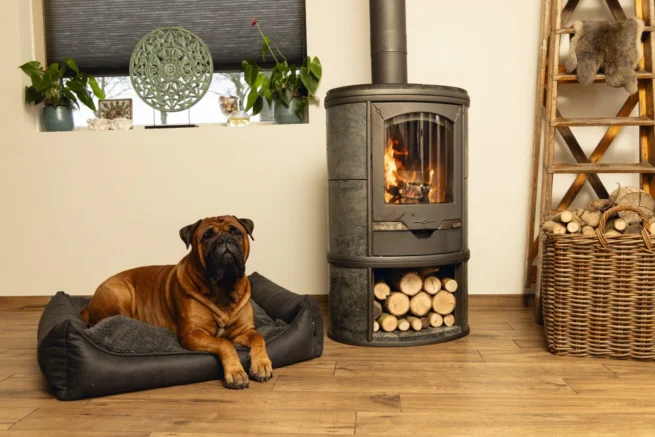 hond ligt in hondenmand