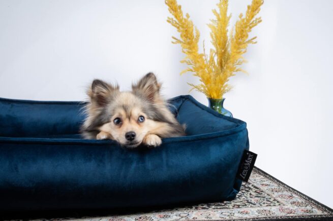 Hondenmanden Lex & Max Hondenmand Lex & Max Amsterdam Velvet Indigo Blauw