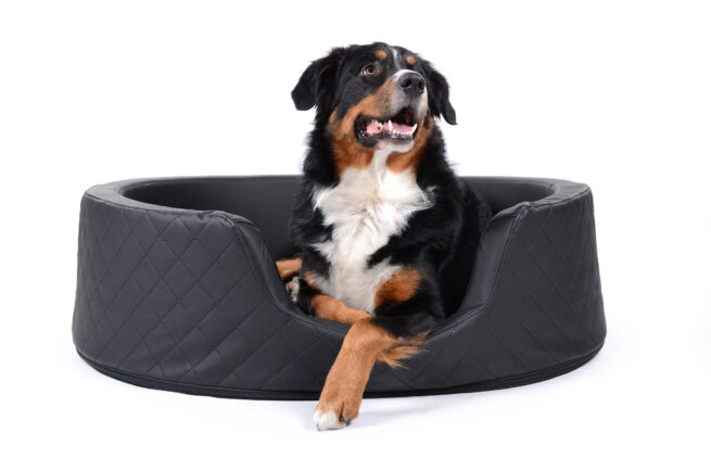 hondenmand zwart met hond