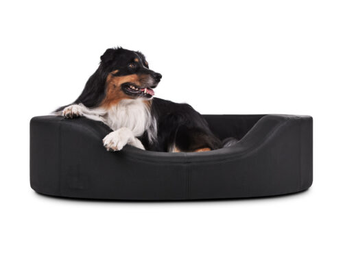 honde ligt in zwarte hondenmand