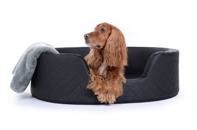 hondenmand met bruine hond erin