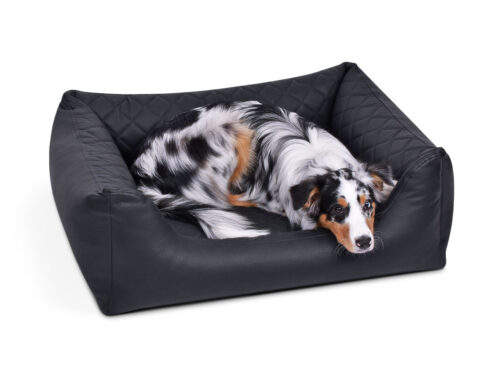 border collie in zwarte hondenmand