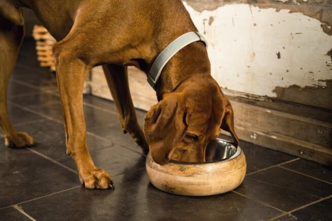 hond eet uit voerbak mandira