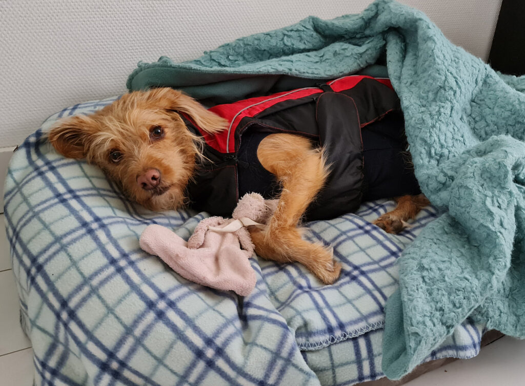 Onze hond herstellende van een operatie op zijn uitwasbare hondenmand.