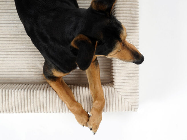 Hondenmand Ribbed Corduroy Rechthoek Beige - Afbeelding 4