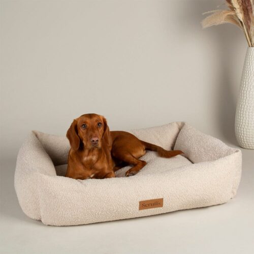Kleine hondenmand Hondenmand Scruffs Boucle Ivory<div class="yasr-vv-stars-title-container"><div class='yasr-stars-title yasr-rater-stars'
                          id='yasr-visitor-votes-readonly-rater-67df6526a3549'
                          data-rating='0'
                          data-rater-starsize='16'
                          data-rater-postid='212037'
                          data-rater-readonly='true'
                          data-readonly-attribute='true'
                      ></div><span class='yasr-stars-title-average'>0 (0)</span></div>
