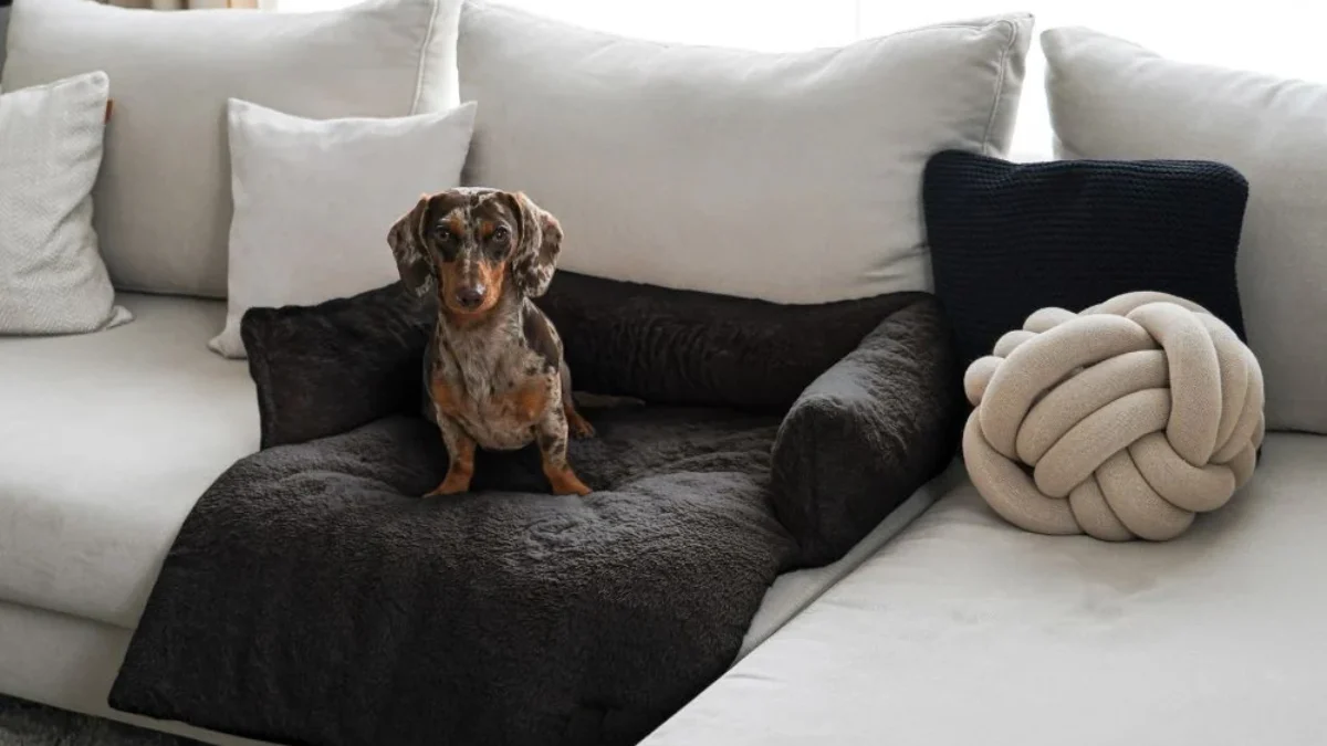 Bankovertrek, bankhoes, bankbeschermer, deken voor bank, hond
