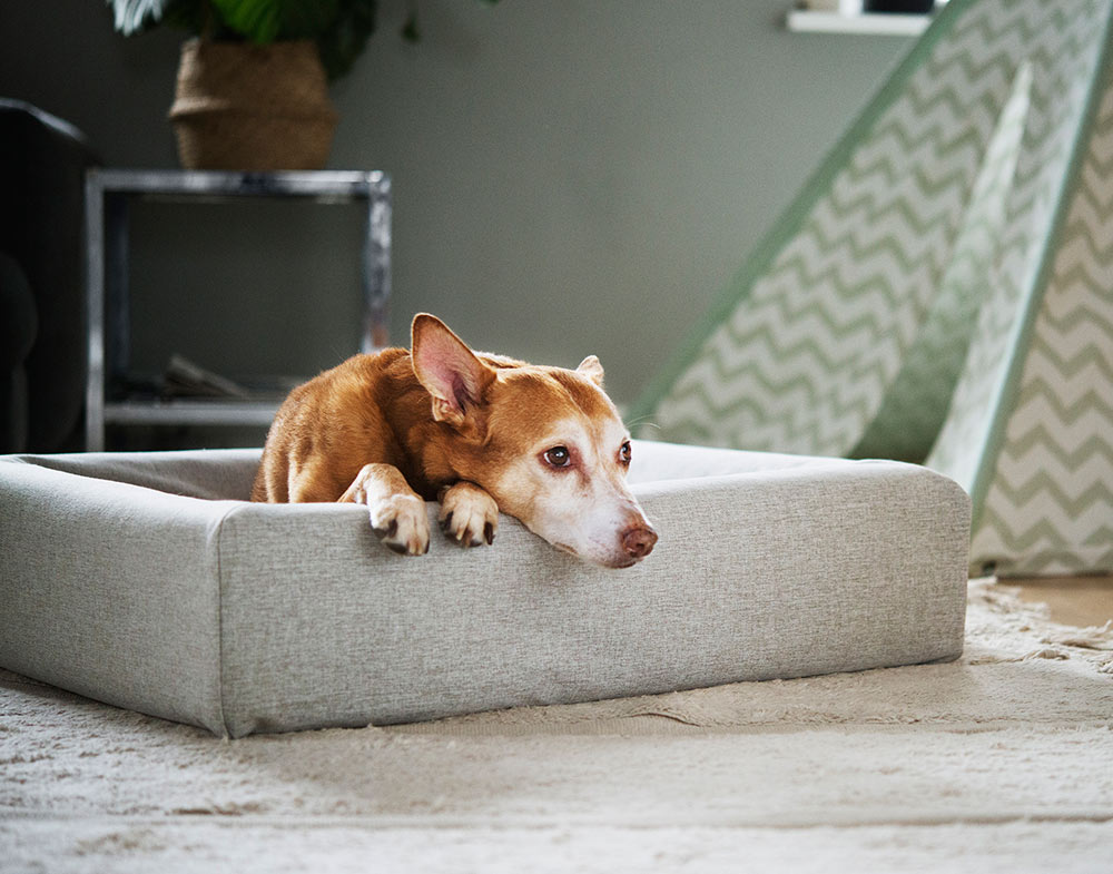 Bia Bed Hondenmand Bia Bed Hondenmand Hoes Skanor Bia Bed Hondenmand Hoes Skanor - Afbeelding 9