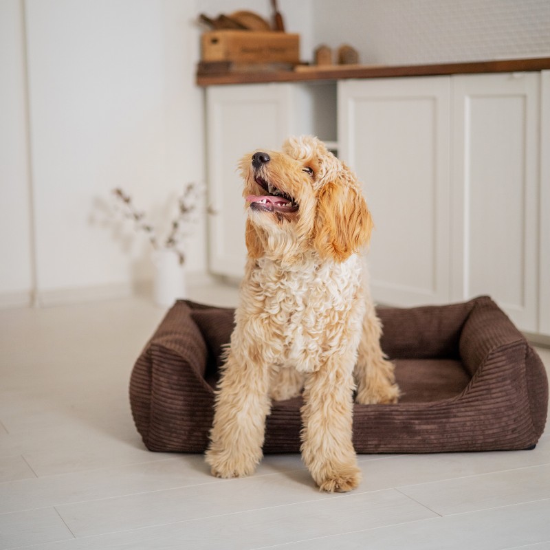 Denzoo hondenmanden Orthopedische Hondenmand Rimini Brede Rib Corduroy & VISCO Memory Foam Orthopedische Hondenmand Rimini Brede Rib Corduroy & VISCO Memory Foam - Afbeelding 23