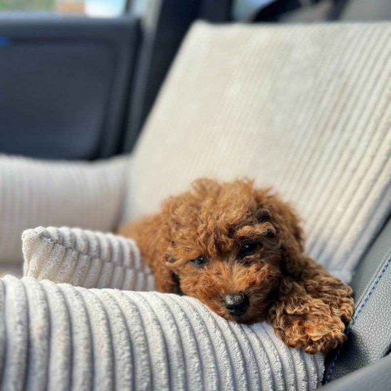 Car Seat / Autostoel Hond Hondenautostoel Milano Beige Orthopedische met VISCO Memory Foam Hondenautostoel Milano Beige Orthopedische met VISCO Memory Foam - Afbeelding 4