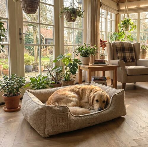Happy House Happy House Orthopedische Hondenmand Chic Boucle Beige<div class="yasr-vv-stars-title-container"><div class='yasr-stars-title yasr-rater-stars'
id='yasr-visitor-votes-readonly-rater-b581b3e6a0de3'
data-rating='0'
data-rater-starsize='16'
data-rater-postid='221566'
data-rater-readonly='true'
data-readonly-attribute='true'
></div><span class='yasr-stars-title-average'>0 (0)</span></div> Happy House Orthopedische Hondenmand Chic Boucle Beige